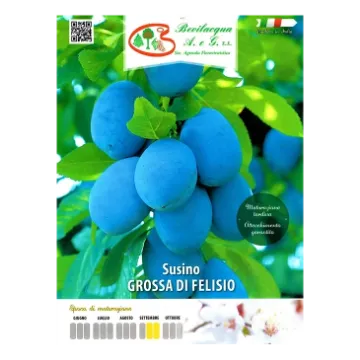 Sadika slive GROSSA DI FELISIO Etiketa Sadike slive GROSSA DI FELISIO