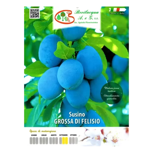 Etiketa Sadike slive GROSSA DI FELISIO