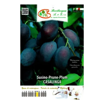 Sadika slive CASALINGA Etiketa Sadike slive CASALINGA