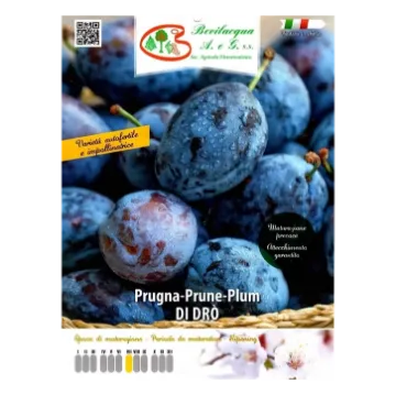 Sadika slive PRUGNA DI DRO' Etiketa Sadike slive PRUGNA DI DRO'