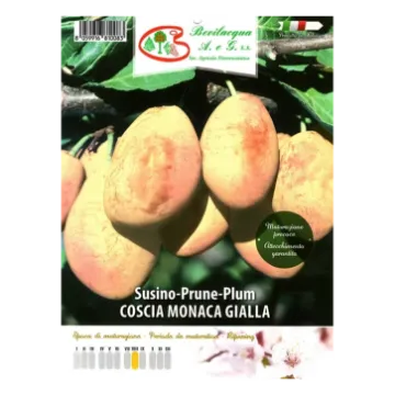 Sadika slive COSCIA MONACA GIALLA Etiketa Sadike slive COSCIA MONACA GIALLA