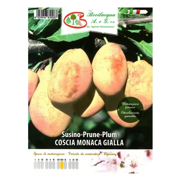 Etiketa Sadike slive COSCIA MONACA GIALLA