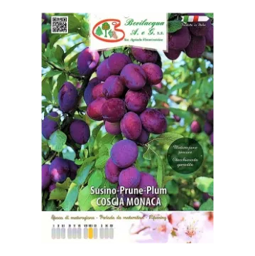 Sadika slive COSCIA MONACA Etiketa Sadike slive COSCIA MONACA