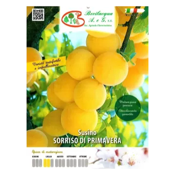 Sadika slive Sorriso di Primavera Etiketa Sadike slive Sorriso di Primavera