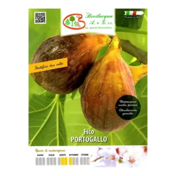 Sadika fige PORTOGALLO Etiketa Sadike fige PORTOGALLO