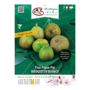 Sadika fige BROGIOTTO BIANCO Etiketa Sadike fige BROGIOTTO BIANCO