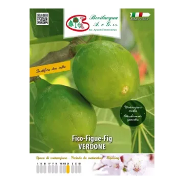 Sadika fige VERDONE Etiketa Sadike fige VERDONE