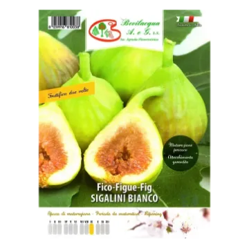 Sadika fige Segalini Bianco Etiketa Sadike fige Segalini Bianco