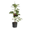 Sadika fige NERO DEL MONTE