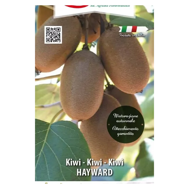 Etiketa Sadike kivija HAWARD