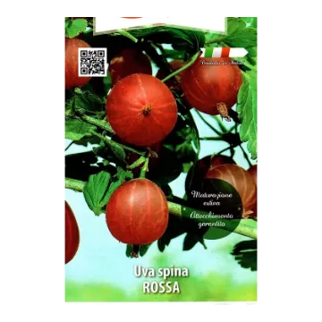 Sadika kosmulje UVA SPINA ROSSA Etiketa Sadike kosmulje UVA SPINA ROSSA