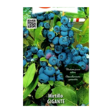 Sadika borovnice MIRTILLO GIGANTE Etiketa Sadike borovnice MIRTILLO GIGANTE