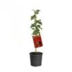 Sadika ribeza ROSSO