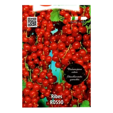 Sadika ribeza ROSSO Etikete Sadike ribeza ROSSO