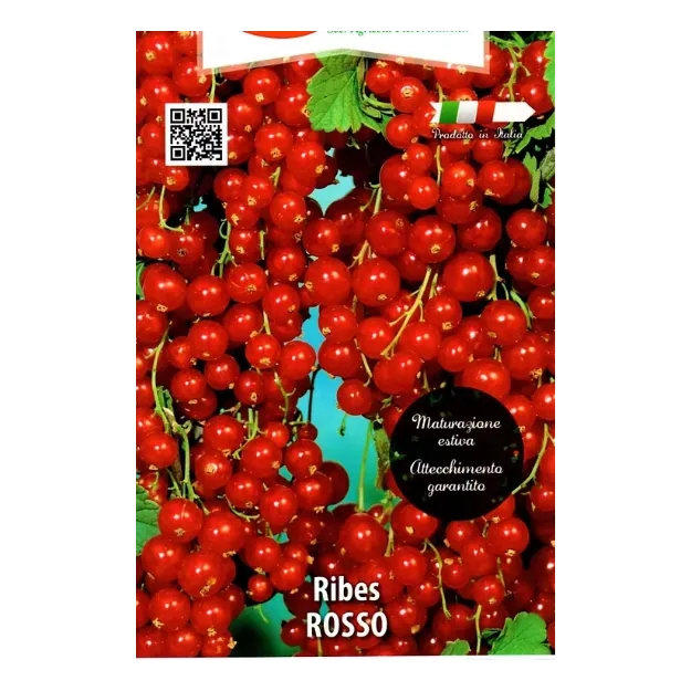 Etikete Sadike ribeza ROSSO