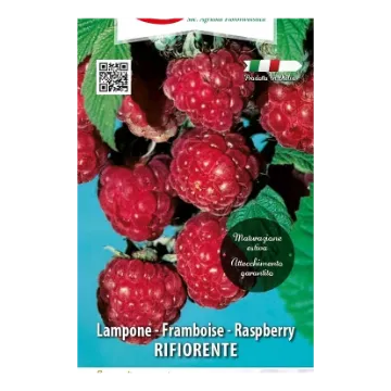 Sadika maline RIFIORENTE Dvoletne Sadike maline RIFIORENTE