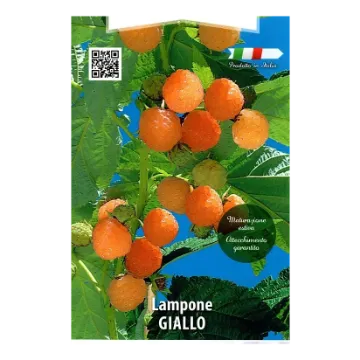 Sadika maline GIALLO Etiketa sadike maline GIALLO