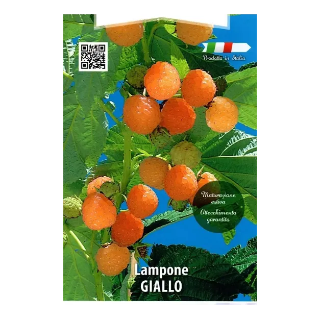 Etiketa sadike maline GIALLO