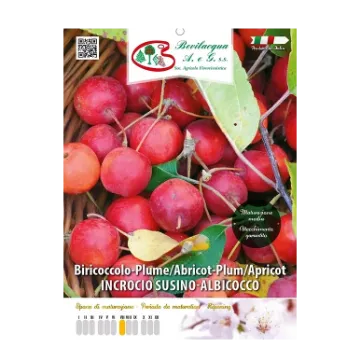 Sadika biricokola SUSINO-ALBICOCCO Etiketa Sadike biricokola SUSINO-ALBICOCCO