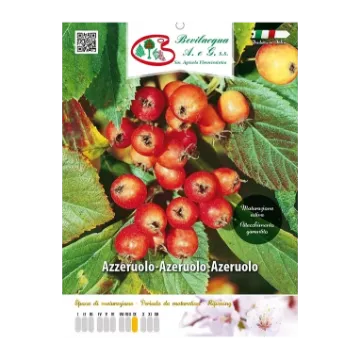 Sadika  Azeruole Etiketa Sadike  Azeruole