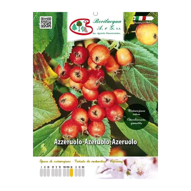 Etiketa Sadike  Azeruole