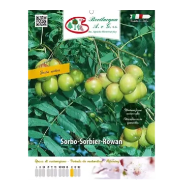 Sadika  Sorbo Etiketa Sadike  Sorbo