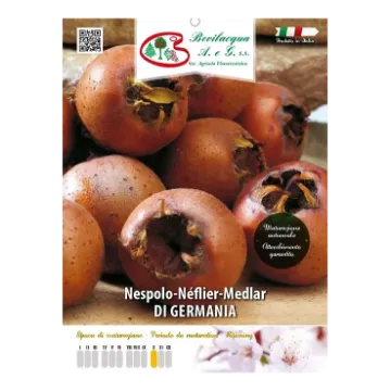 Sadika  Nešplje Etiketa Sadike  Nešplje