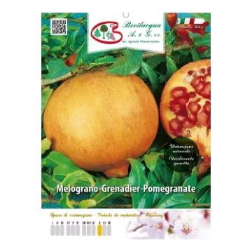 Sadika  granatno jabolko Etiketa Sadike  granatno jabolko