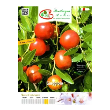 Sadika  žižula (japonski datelj) Etiketa Sadike  žižula (japonski datelj)