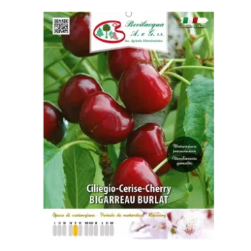 Sadika  češnje BIGARREAU BURLAT Etiketa Sadike  češnje BIGARREAU BURLAT