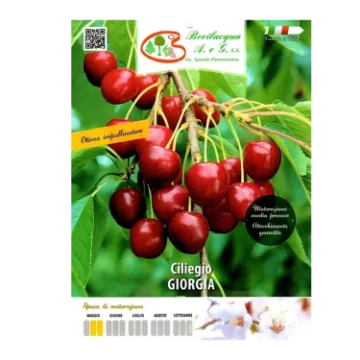 Sadika češnje GIORGIA Etiketa Sadike češnje GIORGIA