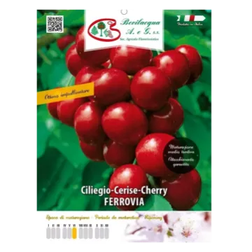 Sadika češnje Ferovia Etiketa Sadike češnje Ferovia