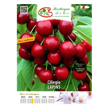 Sadika češnje LAPINS Etiketa Sadike češnje LAPINS