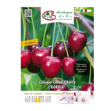 Sadika češnje KORDIA Etiketa Sadike češnje KORDIA