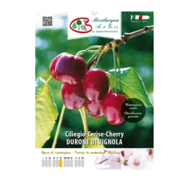 Sadika češnje DURONE DI VIGNOLA Etiketa Sadike češnje DURONE DI VIGNOLA