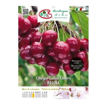 Sadika češnje REGINA Etiketa Sadike češnje REGINA