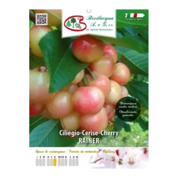 Sadika češnje RAINER Etiketa Sadike češnje RAINER