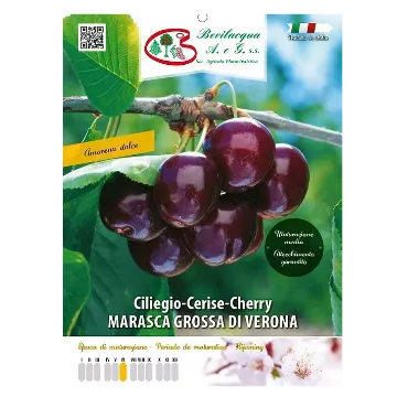 Sadika češnje MARASCA GROSSA DI VERONA Etiketa Sadike češnje MARASCA GROSSA DI VERONA