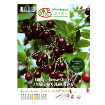 Sadika višnje Amarena Oblachinska Etiketa Sadike višnje Amarena Oblachinska