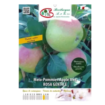 Sadika jablane ROSA GENTILE Etiketa Sadike jablane ROSA GENTILE