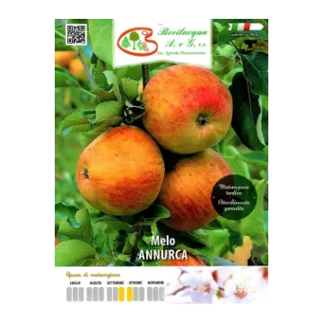 Sadika jablane Annurca Etiketa Sadike jablane Annurca