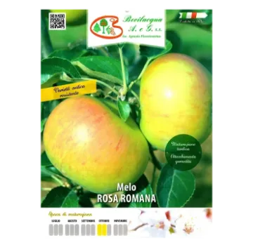 Sadika jablane Rosa Romana Etiketa Sadike jablane Rosa Romana