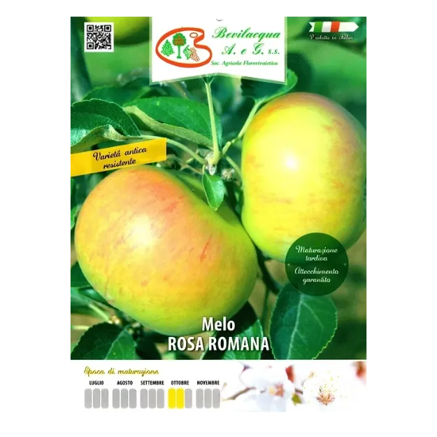 Etiketa Sadike jablane Rosa Romana