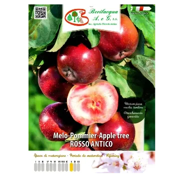 Sadika jablane Rosso Antico Etiketa Sadike jablane Rosso Antico