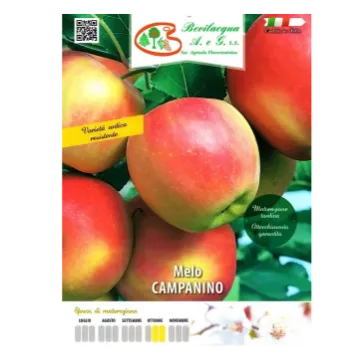 Sadika jablane Campanino Etiketa Sadike jablane Campanino