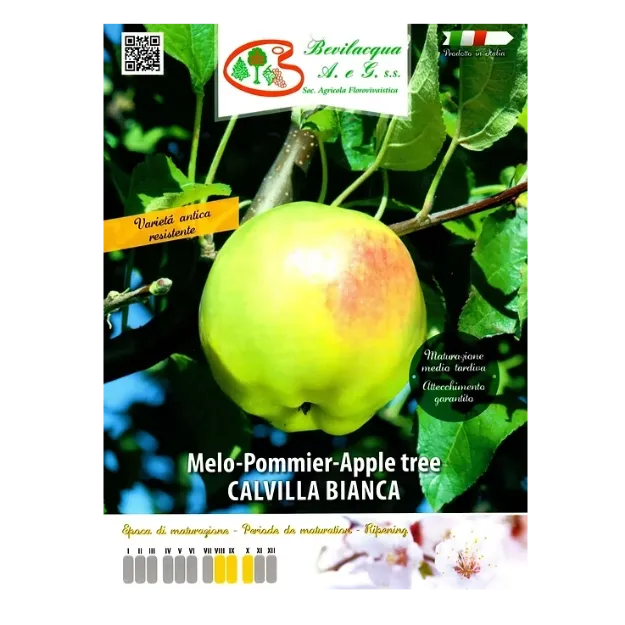 Etiketa Sadike jablane CALVILLA BIANCA