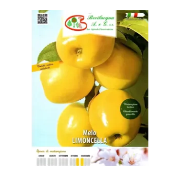 Sadika jablane Limoncino Etiketa Sadike jablane Limoncino