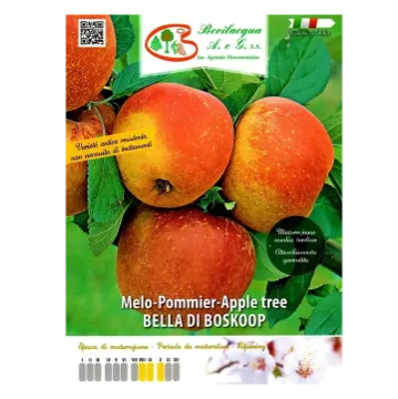 Sadika jablane BELLA DI BOSKOOP etiketa Sadike jablane BELLA DI BOSKOOP