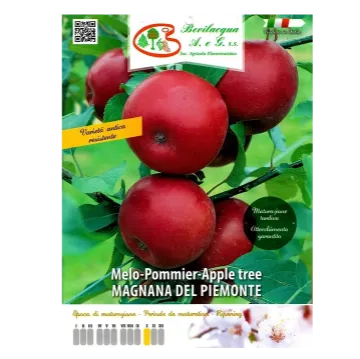 Sadika jablane MAGNANA DEL PIEMONTE Etiketa Sadike jablane MAGNANA DEL PIEMONTE