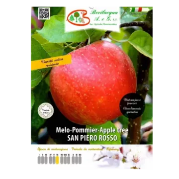 Sadika jablane ROSSO SAN PIERO Etiketa Sadike jablane ROSSO SAN PIERO